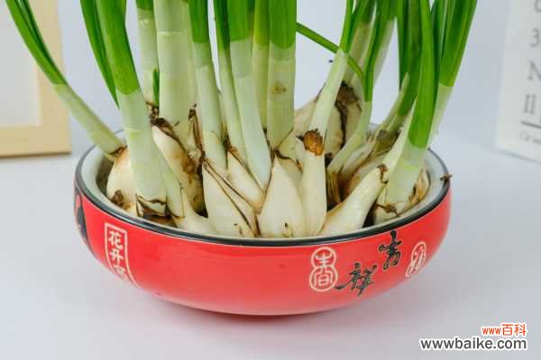 家养水仙花叶子过长怎么办