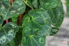 仙客来为什么不开花