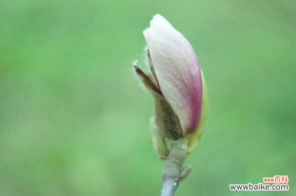 广玉兰为什么不开花