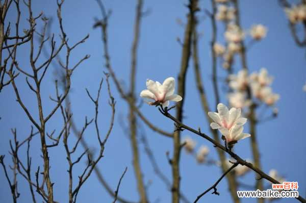 广玉兰为什么不开花