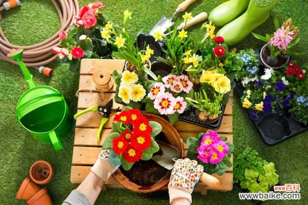 养花最怕的就是这个…一摊上花就死