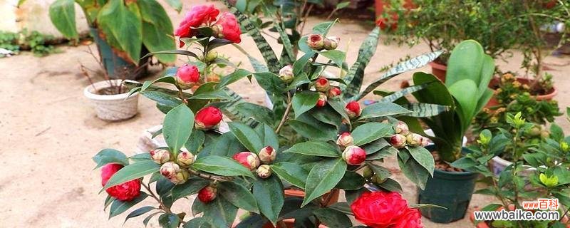 探寻山茶花的文化内涵 山茶花的意义与寓意