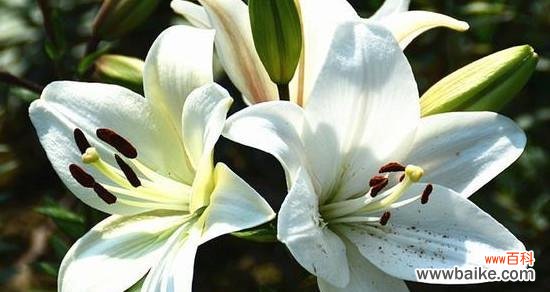 从花语到文化符号,了解百合花的多重含义 探究百合花的花语和寓意