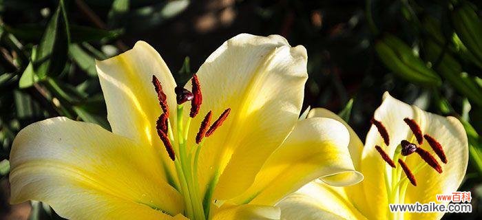 从花语到文化符号,了解百合花的多重含义 探究百合花的花语和寓意