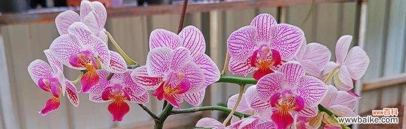 美丽的花卉背后的寓意与象征 蝴蝶兰的花语和代表意义