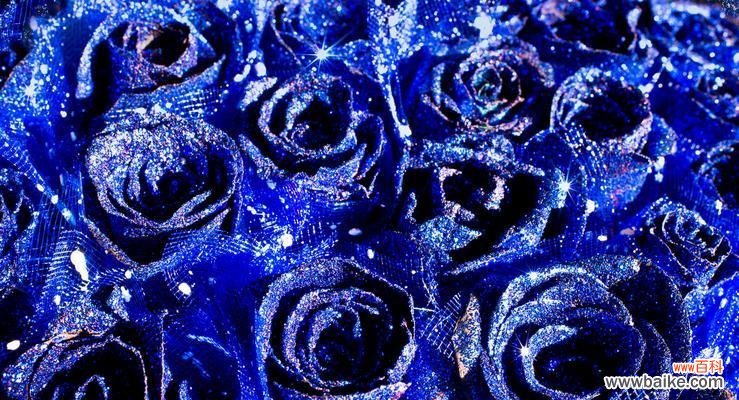 探究蓝色妖姬代表的神秘涵义 蓝色妖姬的花语意义