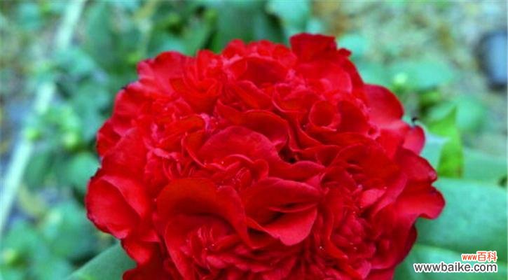 探究山茶花作为文化象征的内涵与魅力 红色山茶花之花语