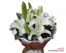 探寻白百合的象征意义与背后的传说 白百合花语与传说