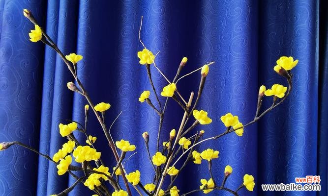 传递着“孝”与“惜”的暖意 探究夏腊梅的花语