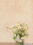 用一朵花言志，小雏菊是什么意思？ 小雏菊花语的含义