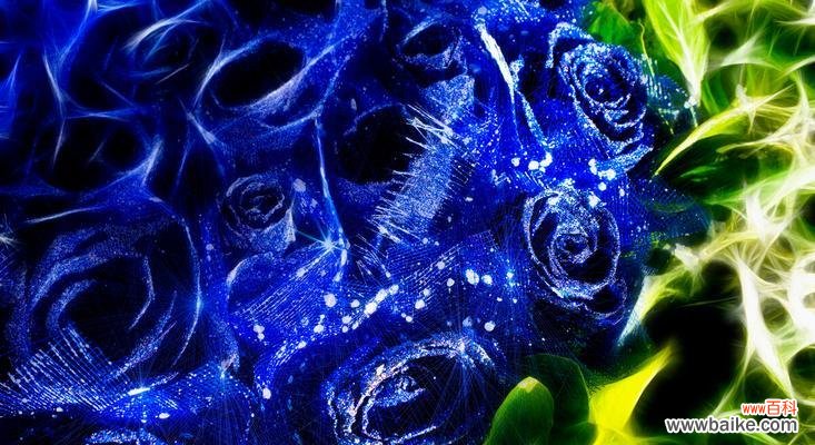 探索蓝色妖姬的花语和寓意,了解它的神秘之处 蓝色妖姬——神秘、高贵的花语