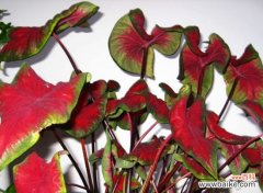 盆栽花叶芋有哪些技术要点