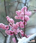 探索梅花花语中的秘密 梅花花语的深意