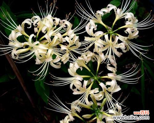 探寻曼陀罗花背后的深意 曼陀罗花的花语