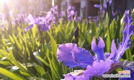 绵毛水苏的花语及其象征意义解读 绵毛水苏的花语