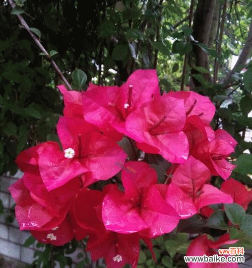 深入探究苗龄 苗龄的定义与意义