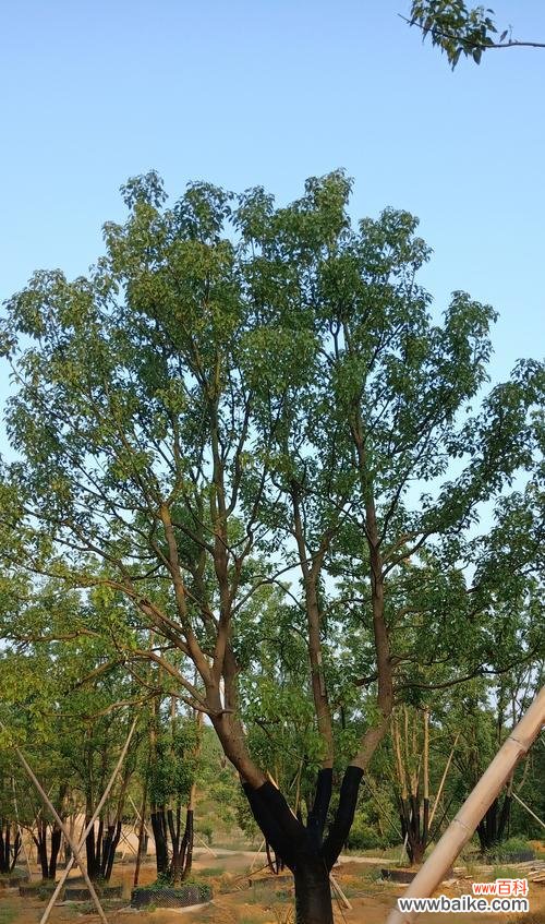 解读苗木全冠的意义与应用 苗木全冠的特点和优势