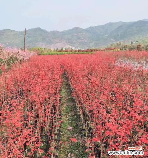探索苗木地径对植物生长的影响及其实践价值 苗木地径的意义与应用