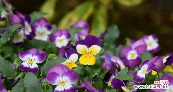 春日之花 以木春菊