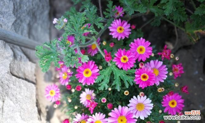 呼唤坚韧不拔的精神 以木春菊