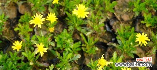 呼唤坚韧不拔的精神 以木春菊