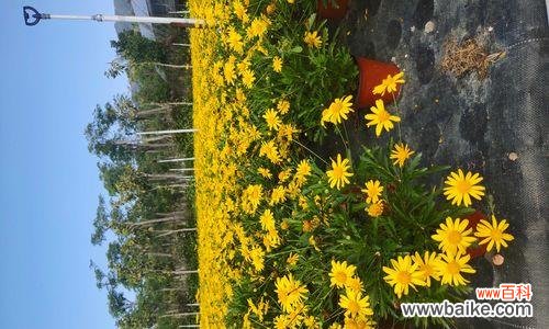 呼唤坚韧不拔的精神 以木春菊