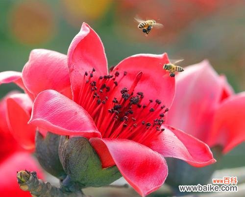 木棉花的寓意及象征意义 木棉花