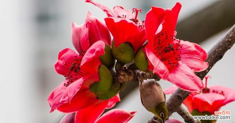 探寻木棉花的象征意义 木棉花之美与精神