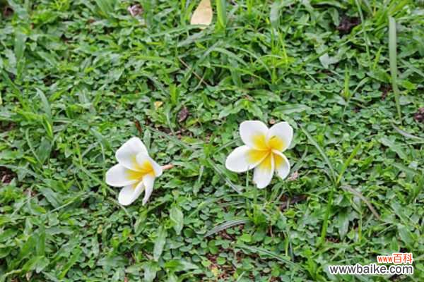 鸡蛋花叶子发黄是什么原因