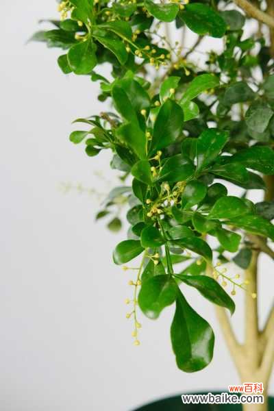 米兰花叶子发黄怎么办