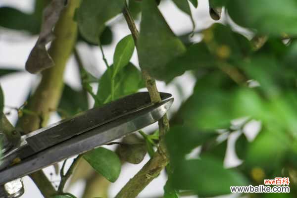 米兰花叶子发黄怎么办