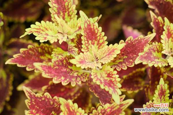 彩叶草叶子发黄怎么办