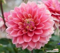 怎么防止大丽花叶子发黄、掉落