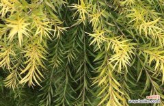 柳树开花有什么风水讲究？柳树开花的寓意是什么？