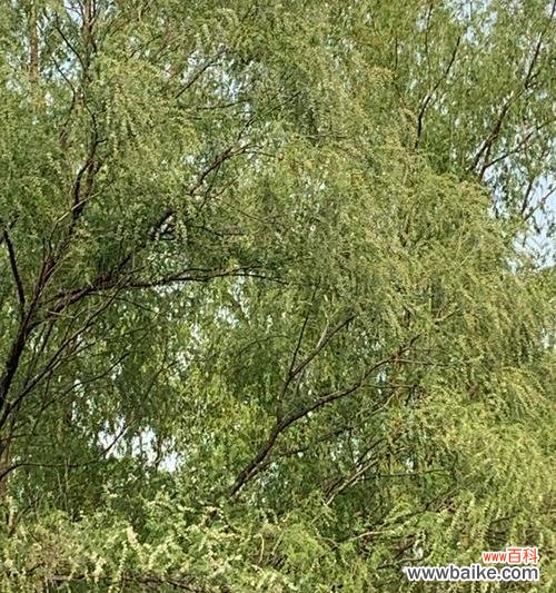 柳树开花有什么风水讲究?柳树开花的寓意是什么?