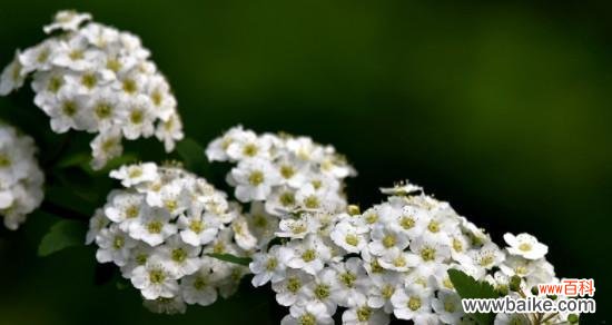 六月雪的花语是什么？它的寓意有哪些常见问题？