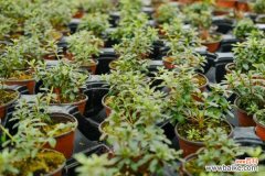 杜鹃花叶子全部发黄怎么办