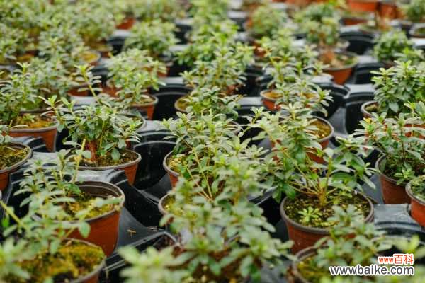 杜鹃花叶子全部发黄怎么办