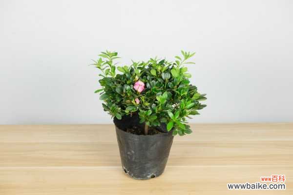 杜鹃花叶子全部发黄怎么办