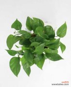 水培绿萝叶子发黄怎么办