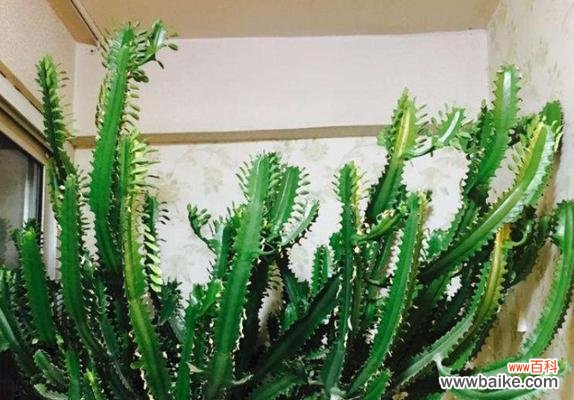 龙骨花在风水中代表什么？它有哪些作用和效果？