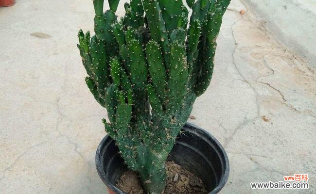 龙骨花在风水中代表什么？它有哪些作用和效果？