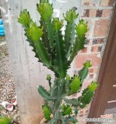 龙骨花在风水中代表什么？它有哪些作用和效果？