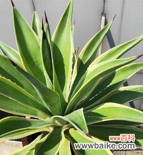 龙舌兰的花语是什么？它寓意着什么？