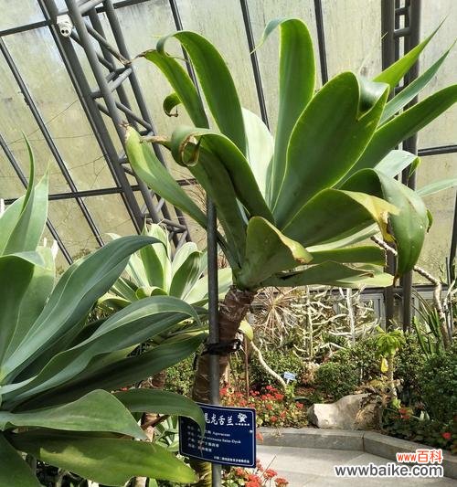 龙舌兰的花语是什么？它寓意着什么？