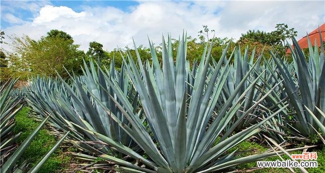 龙舌兰的花语是什么？它寓意着什么？