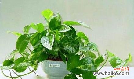 龙头竹的风水寓意是什么？如何正确摆放以招财纳福？