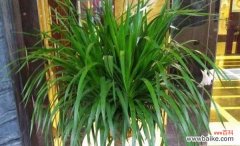 龙须树的风水作用是什么？它有哪些寓意？