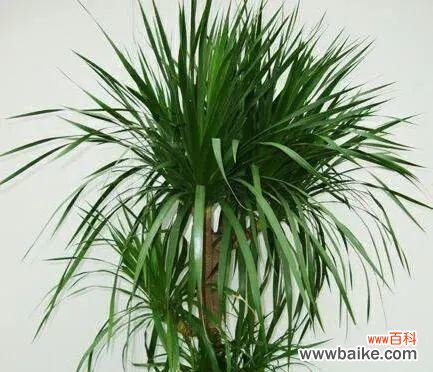 龙血树的风水意义是什么？摆放有哪些禁忌？