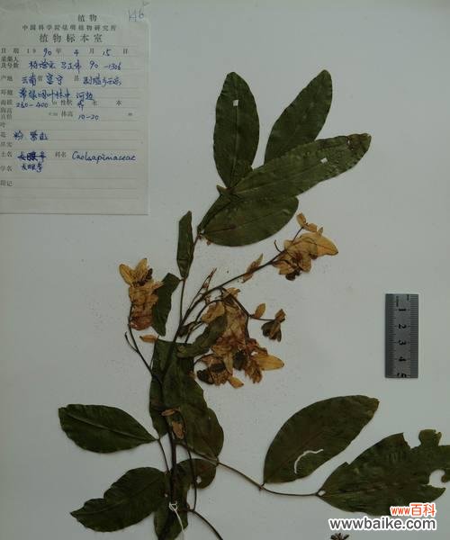 龙眼树在风水中扮演什么角色?它的寓意有哪些?